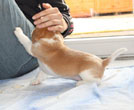 Beaglewelpe bicolor red